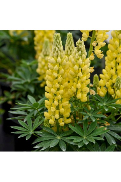 Вертикальні суцвіття жовтого люпину Єллоу Шадес на тлі зеленого листя